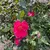 Anoushka SinghProfile Picture